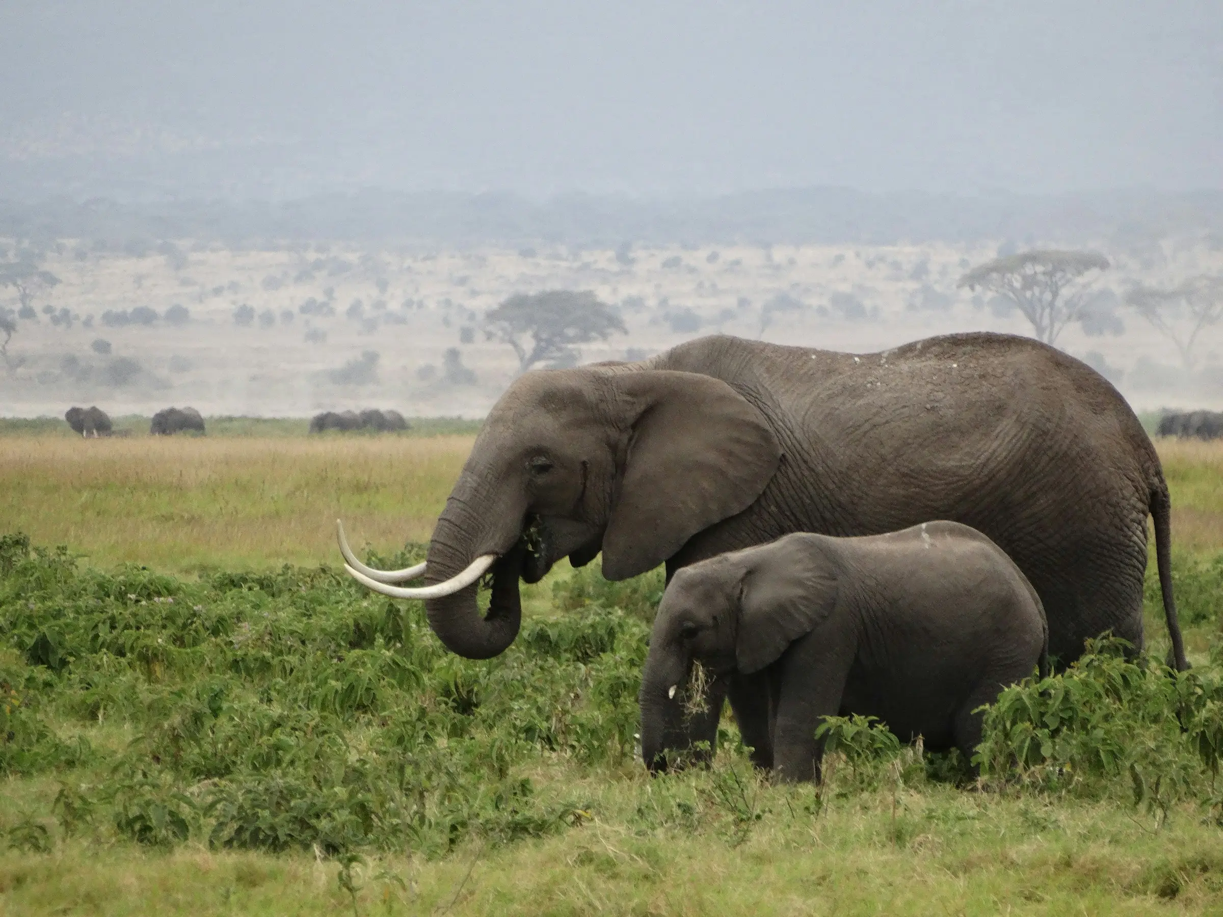 7-Day Budget & Great Migration Safari from Nairobi
