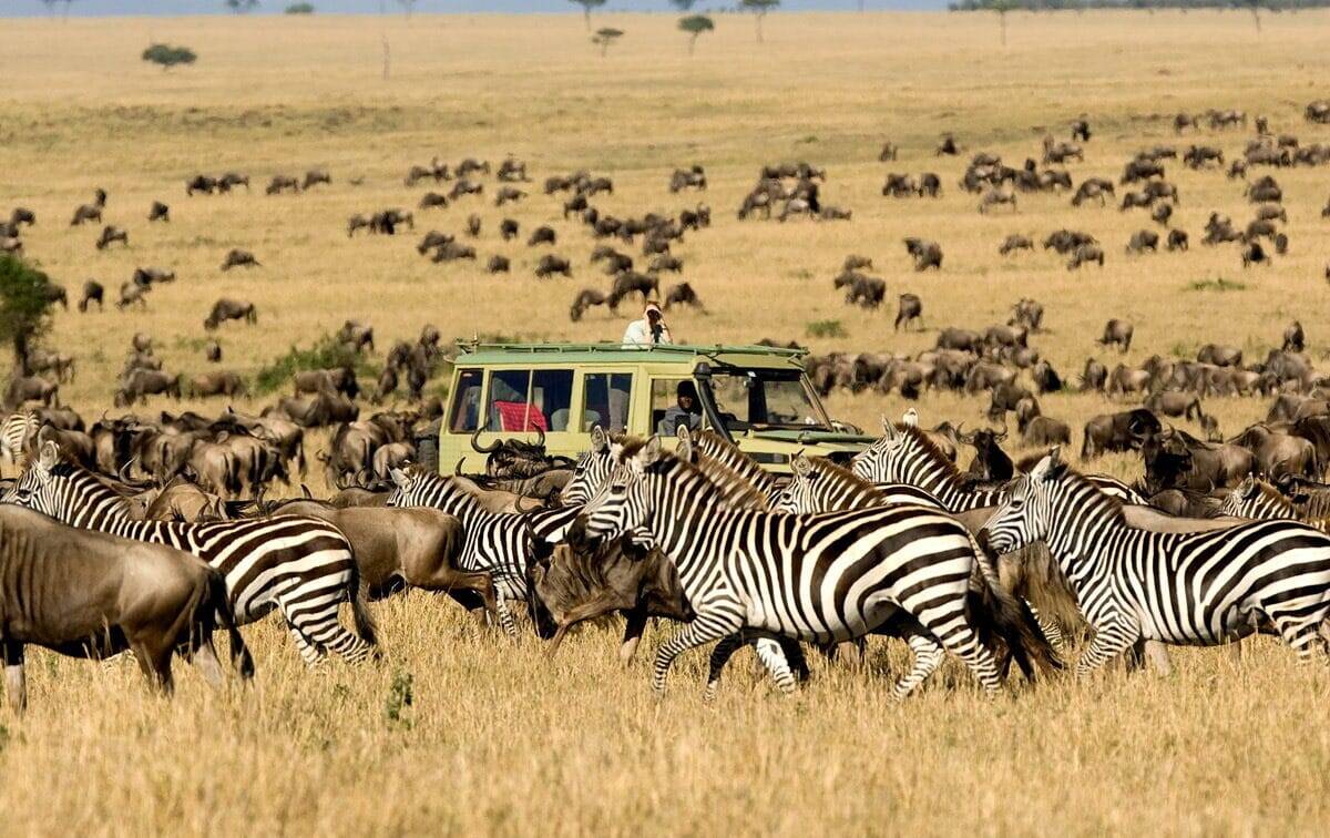 Backpacker's Tanzania Escape: A 5-Day Budget Safari Through Tarangire, Serengeti & Ngorongoro