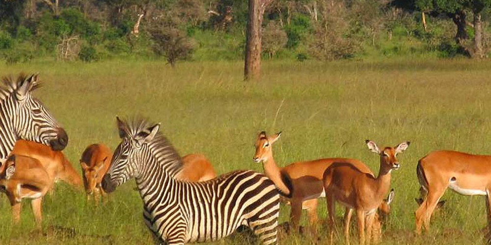 3 Day Mikumi Safari with Udzungwa Waterfalls & Maasai Visit