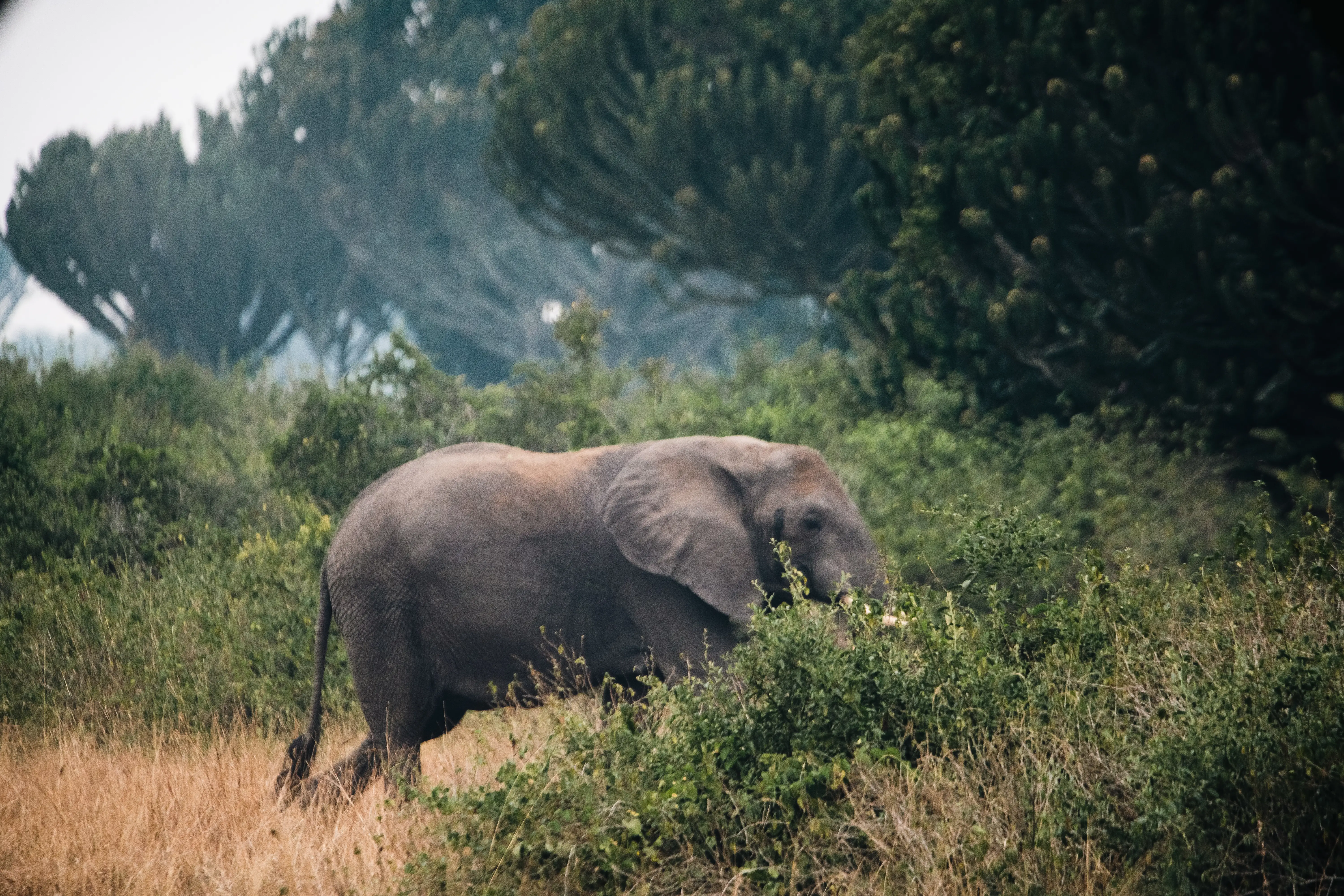13-DAY UGANDA GRAND DISCOVERY SAFARI