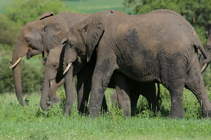 3-Day Mikumi National Park Game Drive + Maasai Tour