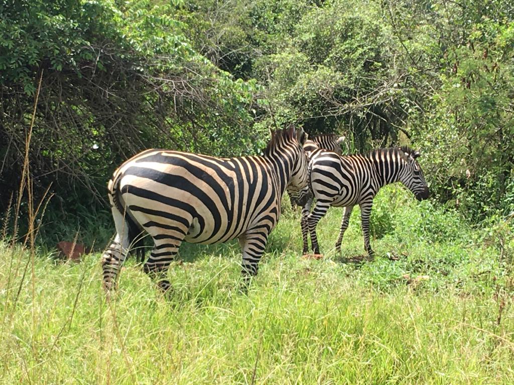 2-Days trip to Akagera National Park