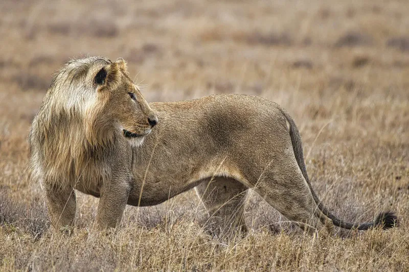 2-Day Ngorongoro & Tarangire Private Mid-Range Safari