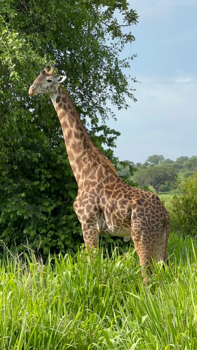 8 Days / 7 Nights Tanzania Luxury Wildlife Safari