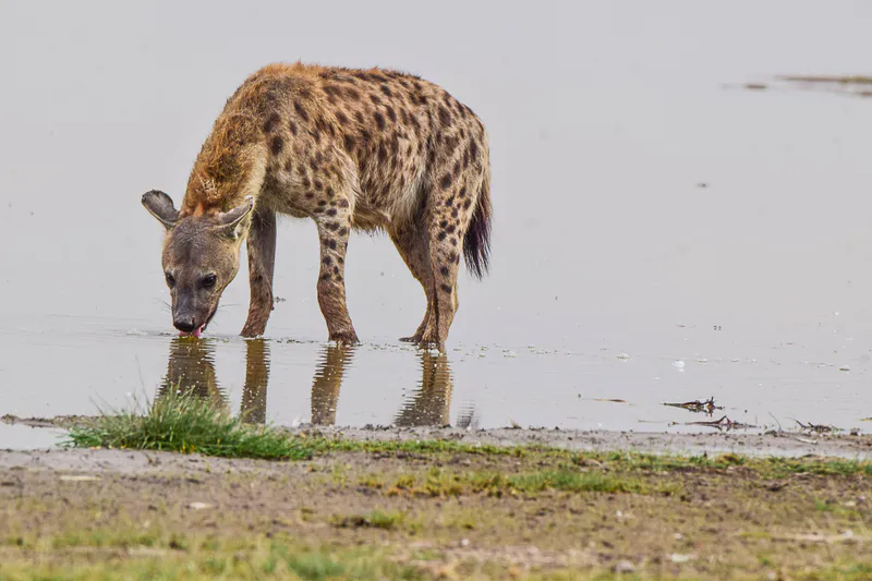 3-Day Masai Mara Kenya Classic Budget Safari