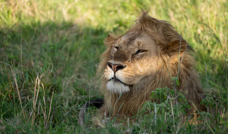 4-Day Big 5 Safari Maasai Mara & Lake Nakuru Tour