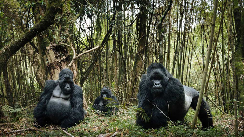6-Days Murchison falls N.Park,Kibale Forest,Bwindi