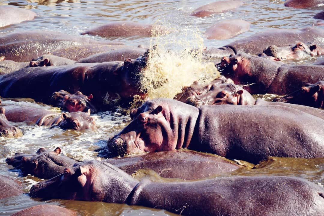 4 Day safari and Cultural Experience in Tanzania