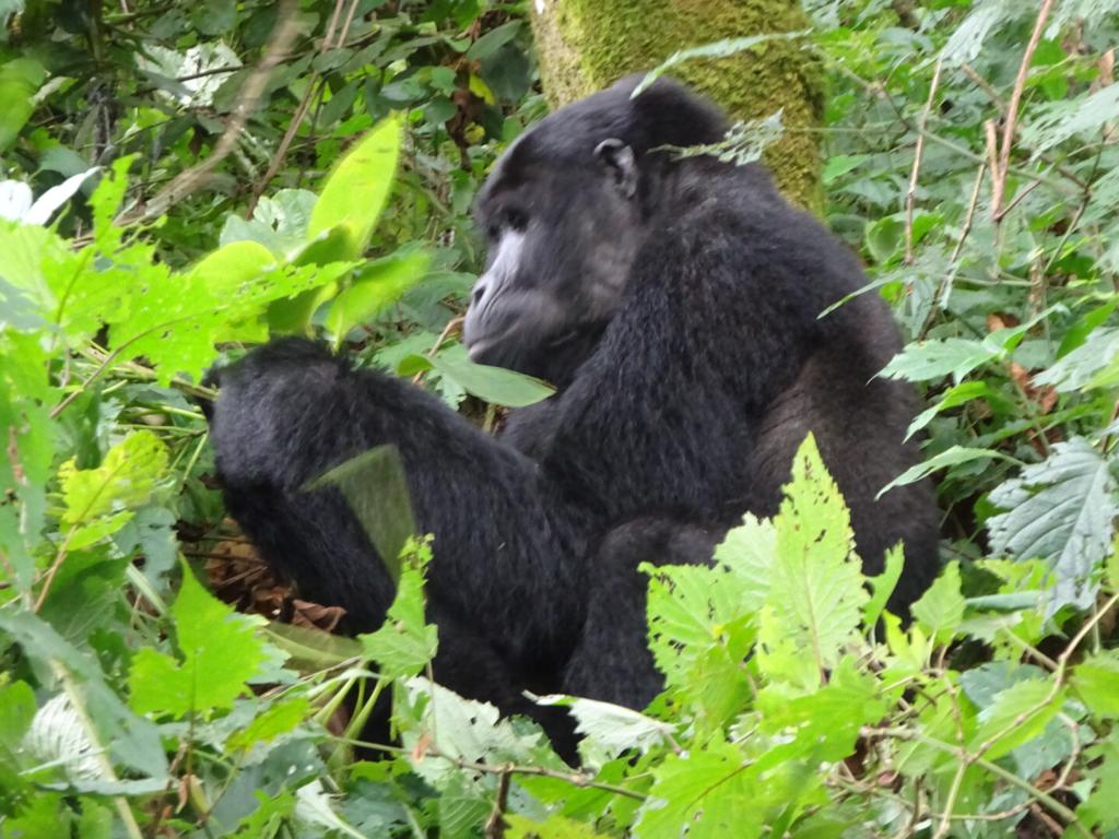 3-DAY GORILLA LUXURY SPECIAL - The Shuttle Hospitality - Safarigo