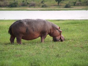 9-Day : Etosha National Park, Okavango and Zambezi Region.