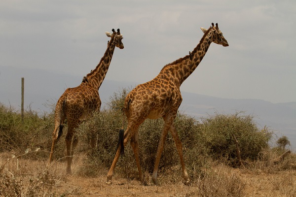 14-Day Gorillas Trekking, Game Drives & Beach Holiday