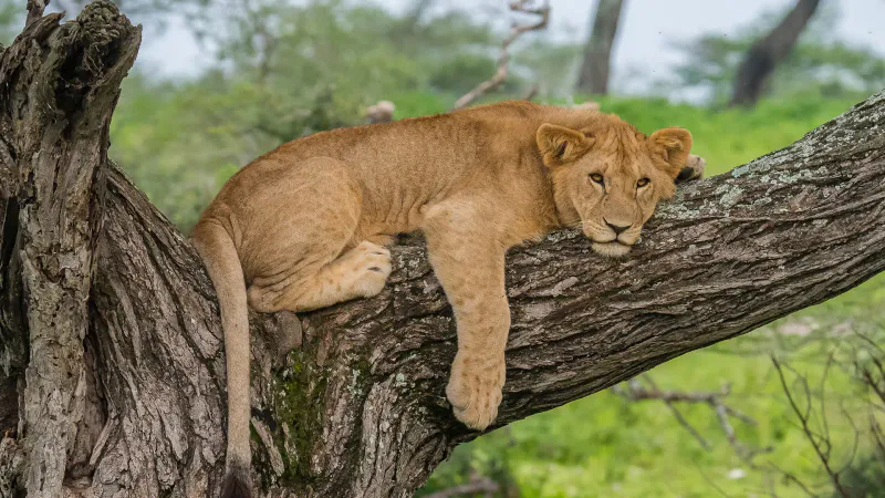 14-Day Luxury Honeymoon Safari & Zanzibar Beach Holiday (All-Inclusive)