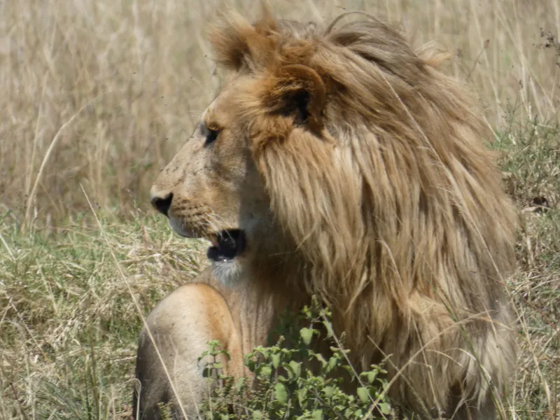 4 Days Masai Mara- Lake Nakuru Budget Safari