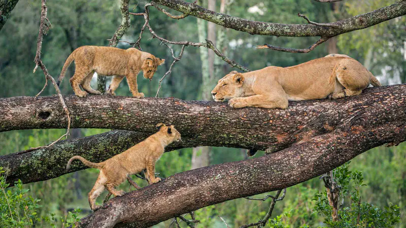 5 Days Luxury Tanzania Safari