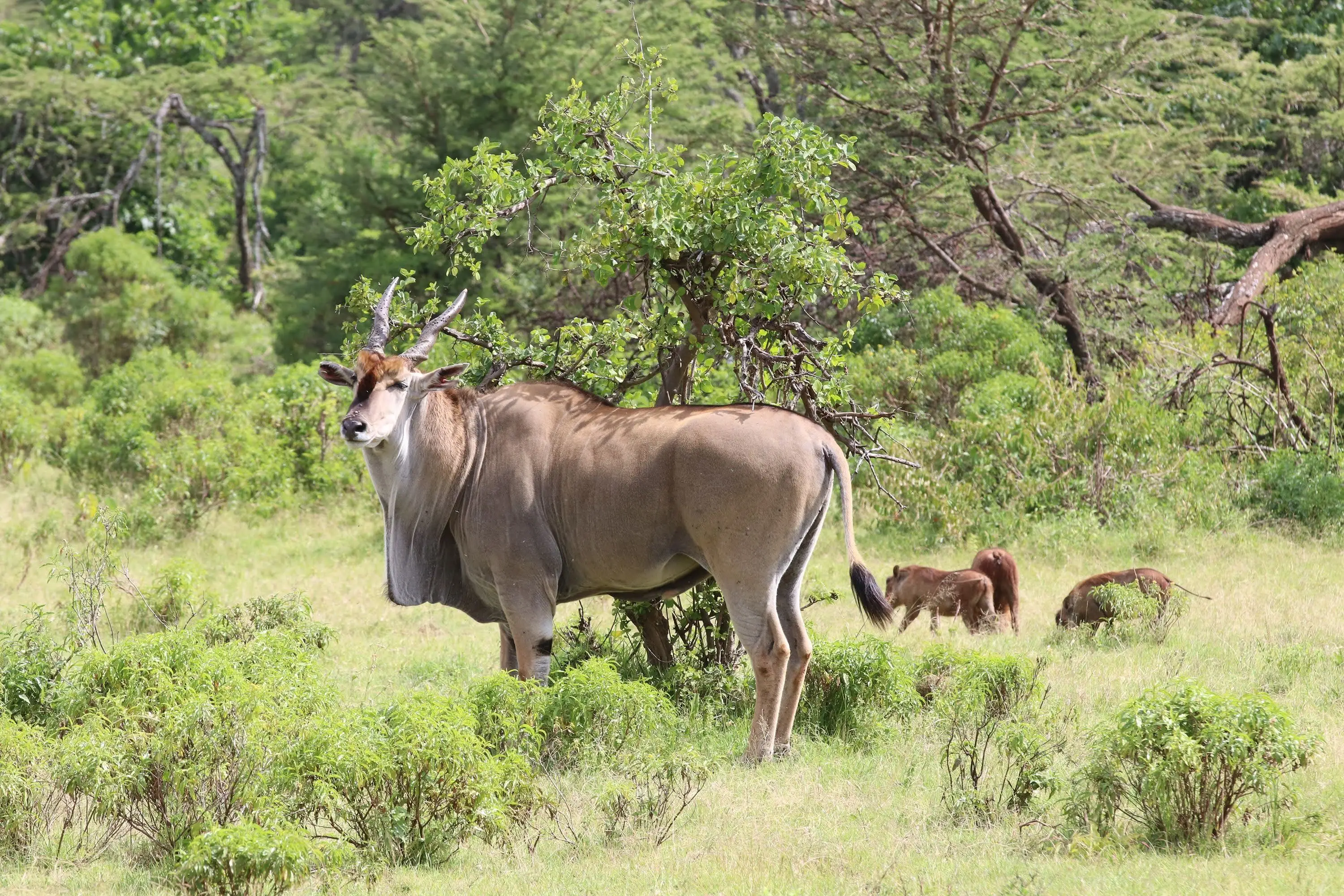7 Days Fly in Big Cats Tracking Safari Adventure
