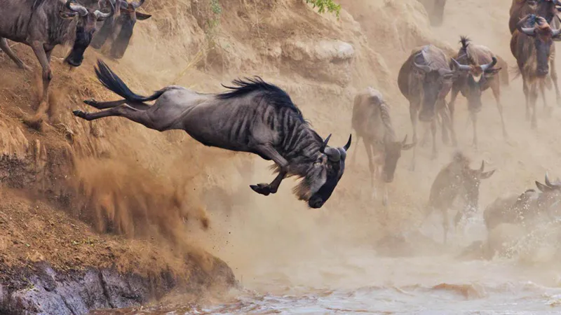 7 Days Midrange Great Migration Safari