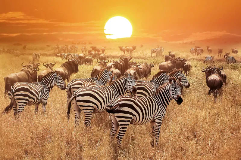 4-Day Wildlife Safari and Cultural Immersion