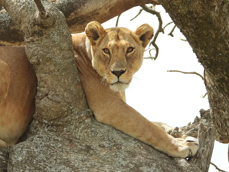 3-Day Taste Affordable Serengeti & Ngorongoro Safari