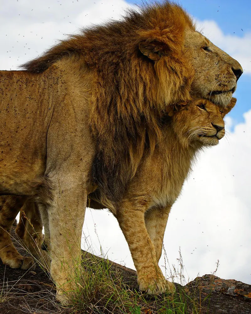 5 Days Masai Mara-Lake Nakuru-Hell's Gate National park Budget Safari