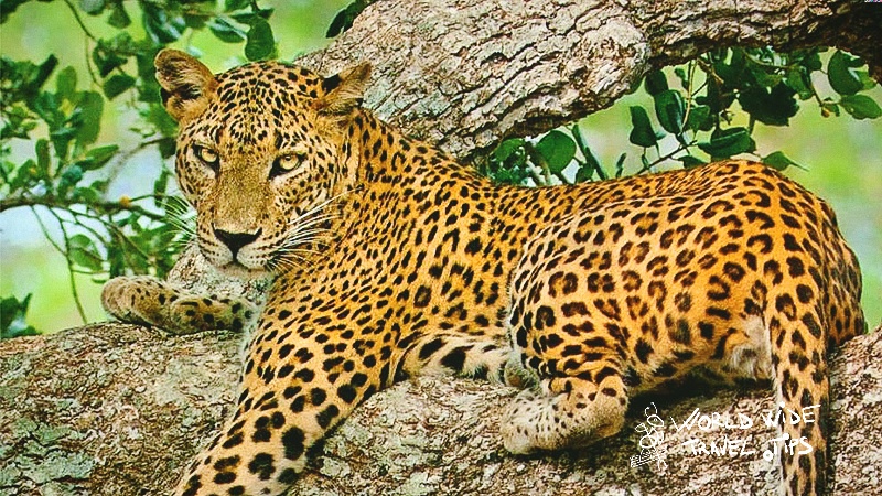 2 days-Private Budget Tour at Tarangire and Ngorongoro Crater one of the best unique safari package.