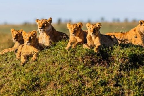 4 Days Mid range Tanzania Safari