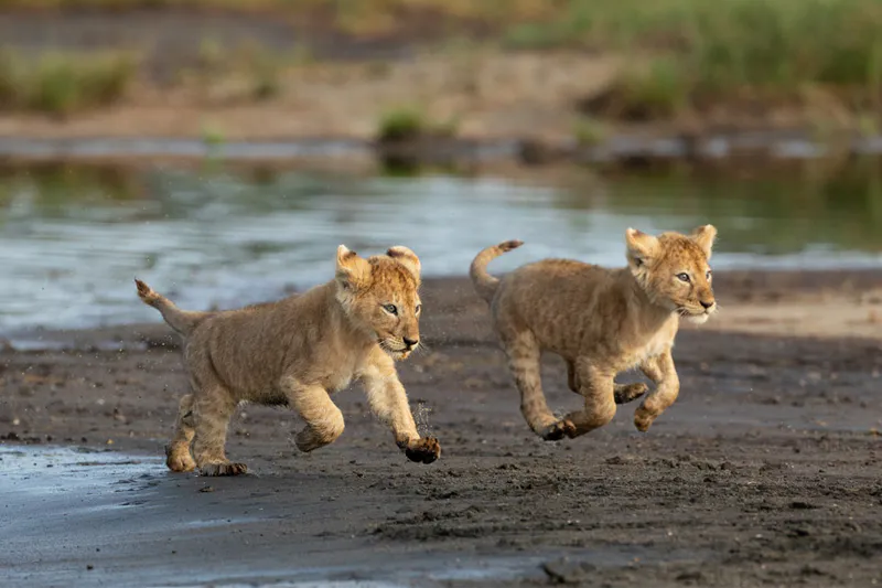 5-Day Calving Season Ndutu(Dec to April) Tour