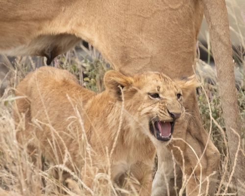 7 - Day Big five All inclusive luxury Safari