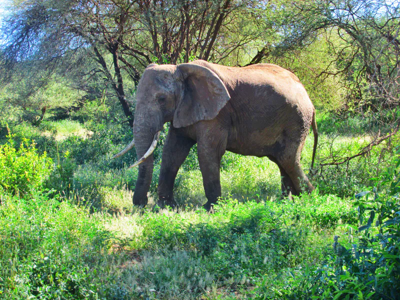 3-Day Ngorongoro, Tarangire, & Manyara Luxury Safari