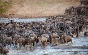 8-Days Unforgettable Great Migration Experience with Zanzibar Island Midrange Safari.