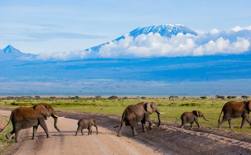 3 Day Amboseli National Park Private Safari | Mid-Range