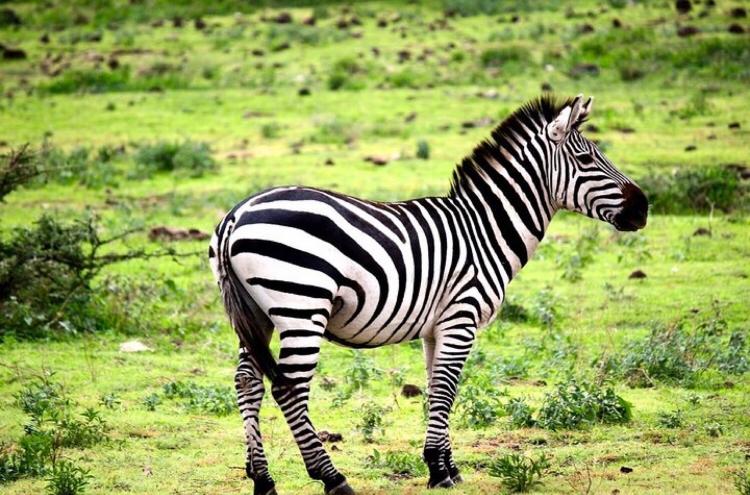 8 Days Serengeti Wildebeest Migration