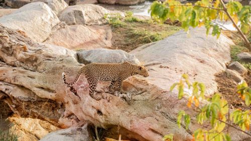 2-Day Fly in Fly out of Tarangire NP & Ngorongoro Crater