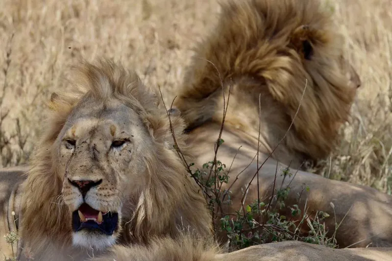 Gem of Africa 3 Days Safari