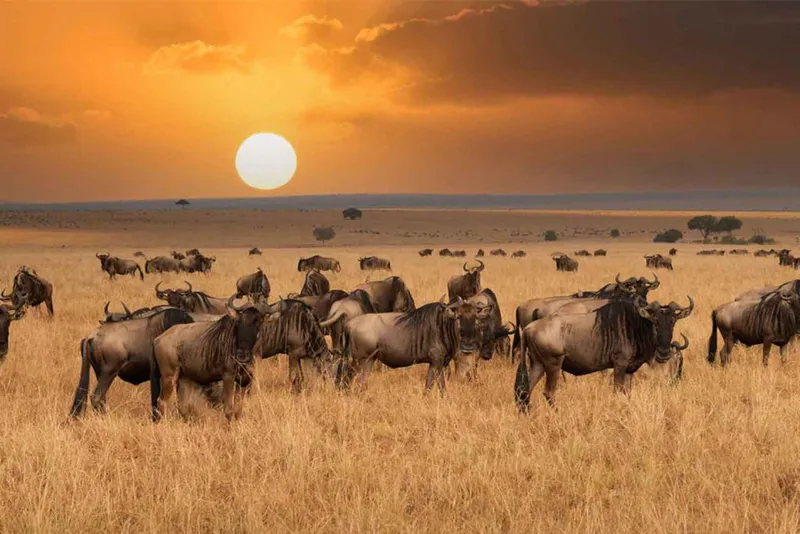 Epic 12 Days – Premium Luxury Safari & Beach Holiday-All Inclusive