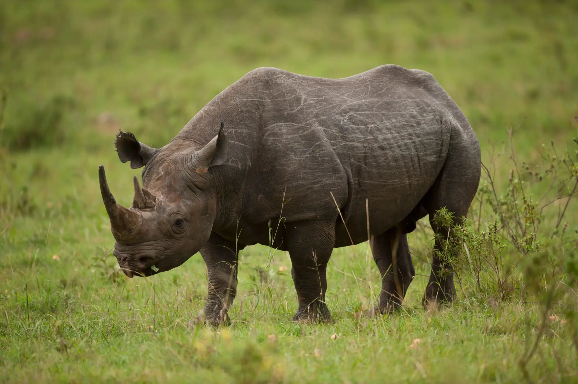 5-Day Great Rift Valley & Maasai Mara Explorer Safari