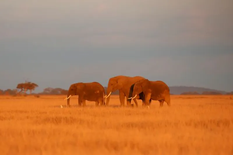 4 - Day Amboseli, Tsavo West and Taita Hills Adventure