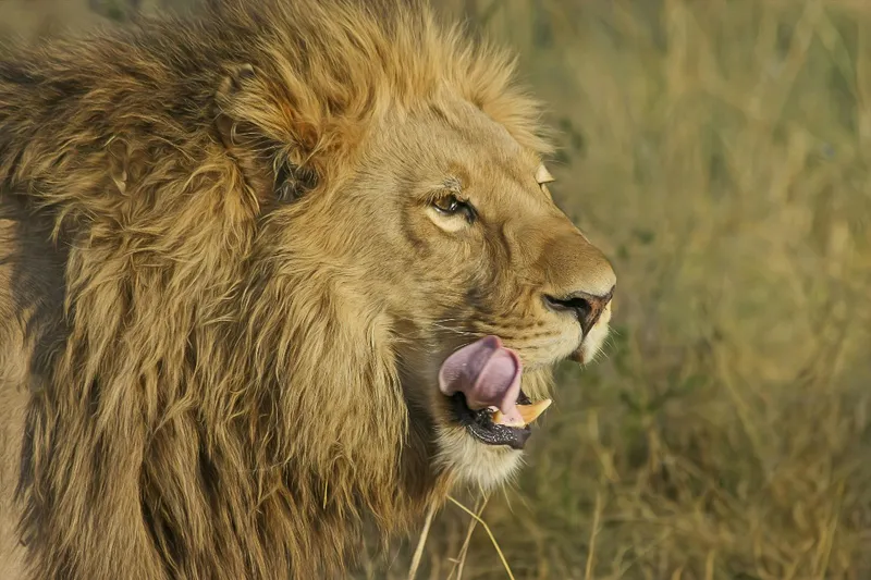 2-Day Luxury Trip from Zanziba to Tarangire & Ngorongoro