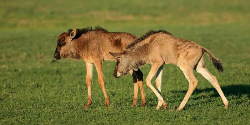 8-Day Epic Great Migration – Ndutu Calving Safari