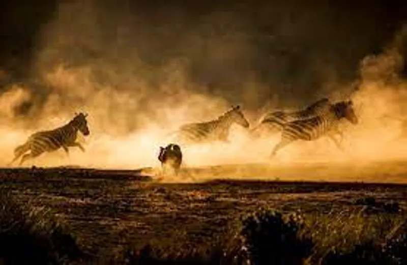4 -Days Safari Exploring Northern Circuit Game Parks