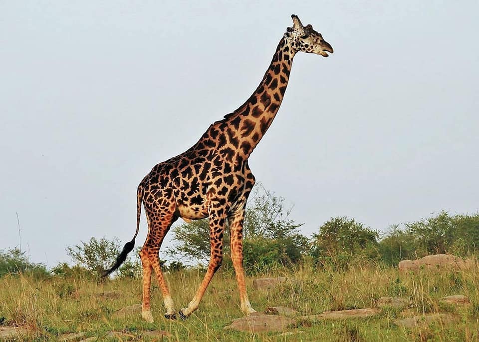 3 Day: Nyerere National Park