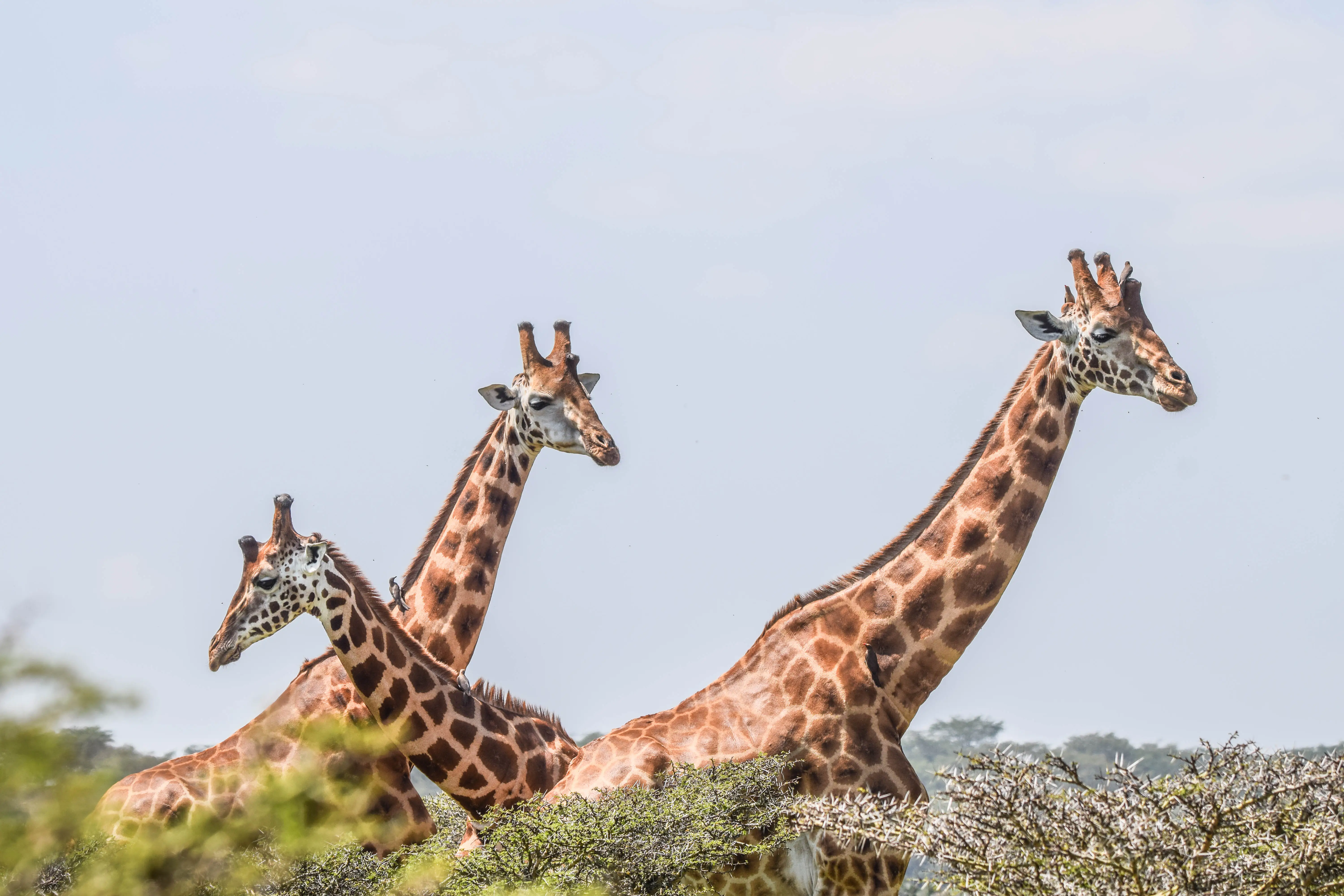 4-Day Lake Nakuru and Masai Mara Mid Range Safari