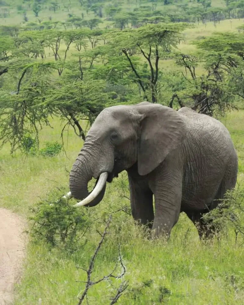 2-Day Fly-in Safari - Tarangire & Ngorongoro