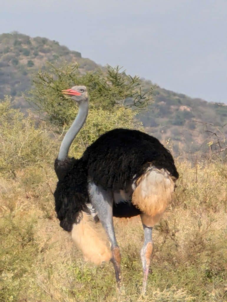 3 Day Thrilling Safari In Samburu National Reserve