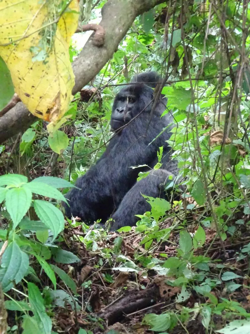 3-DAY GORILLA LUXURY SPECIAL