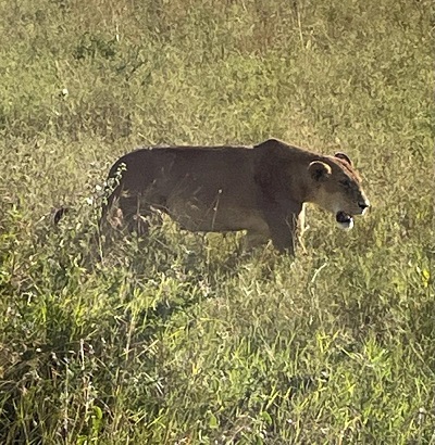 9-Day Gorilla and Wildlife Safari in Uganda and Tanzania