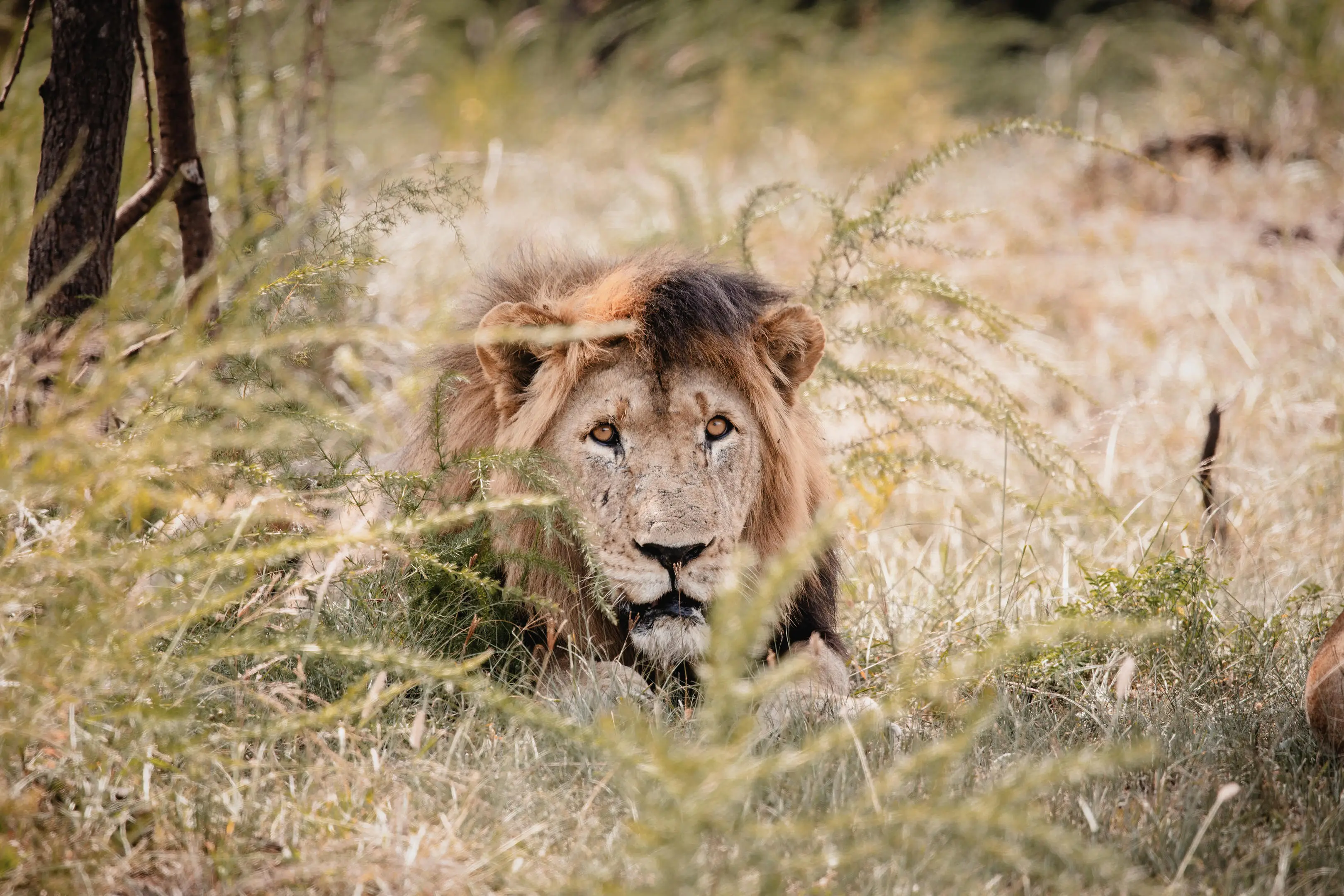 5 Days, Rwanda Wildlife Safari Tour