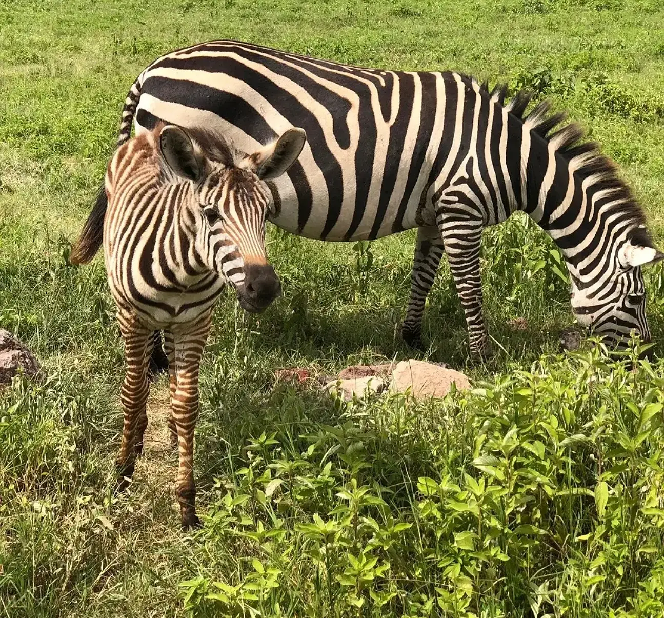 2 Day Big Five Safari to Tarangire National Park and Ngorongoro Crater