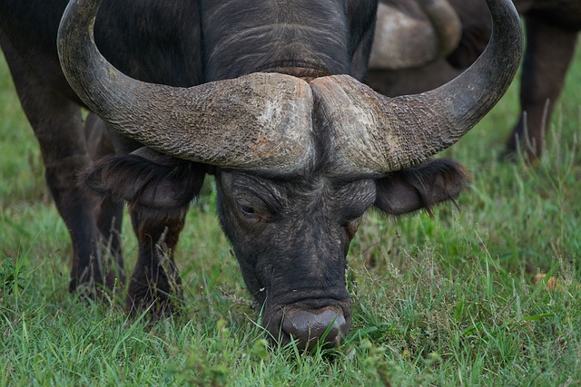 4-Day Fly-In-Fly-Out-Safari To Serengeti And Ngorongoro From Zanzibar