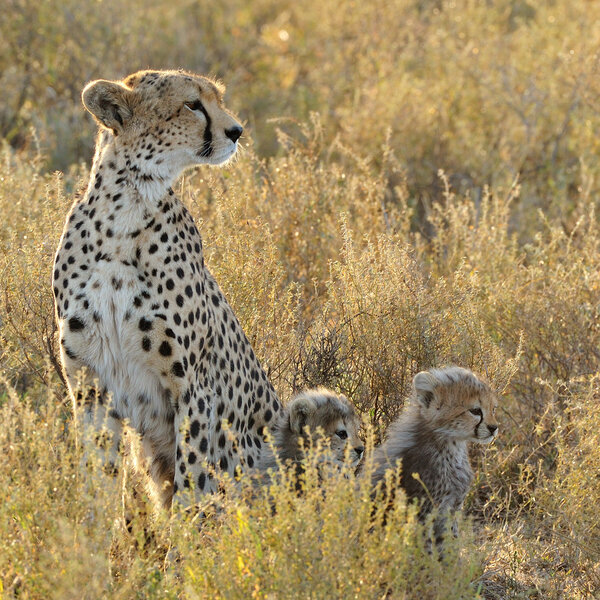 6 Days Great Serengeti Migration Safaris – Calving Season – Ndutu Area - East Safari Tours - Safarigo