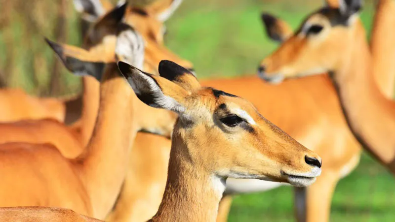12-days Eastern Uganda Safari Trail
